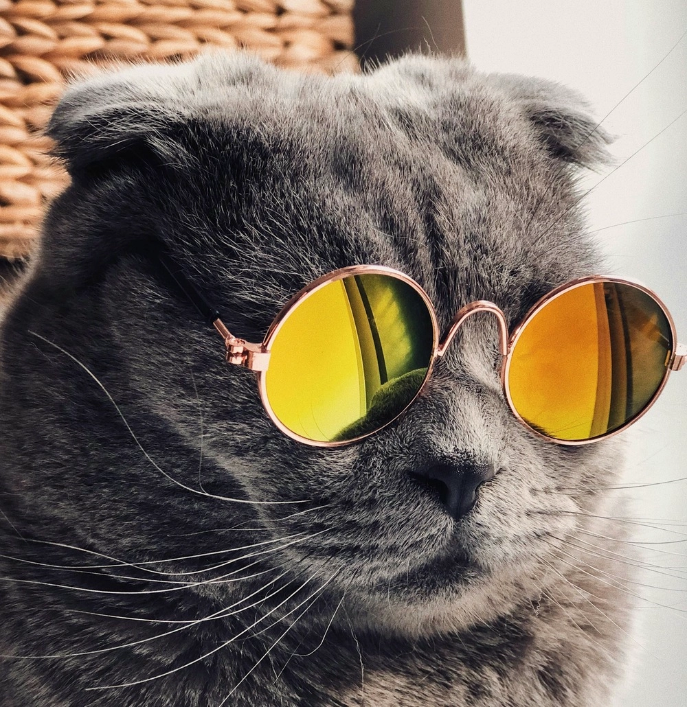 Photo by [Raoul Droog](https://unsplash.com/@raouldroog?utm_content=creditCopyText&utm_medium=referral&utm_source=unsplash) on [Unsplash](https://unsplash.com/photos/russian-blue-cat-wearing-yellow-sunglasses-yMSecCHsIBc?utm_content=creditCopyText&utm_medium=referral&utm_source=unsplash)